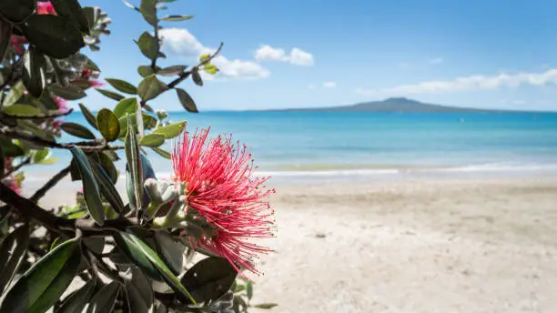 Photo of Pohutukawa trees in full bloom at Takapuna beach in summer, out-of-focus Rangitoto Island in distance, Auckland.