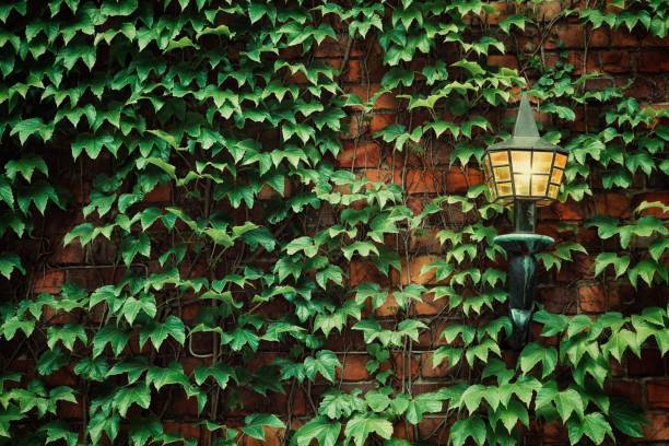 istock wall lamp surrounded by ivy 1420938550