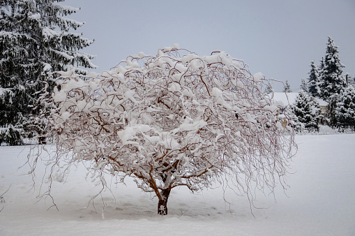 After winter storm, snow on the trees in the forest.