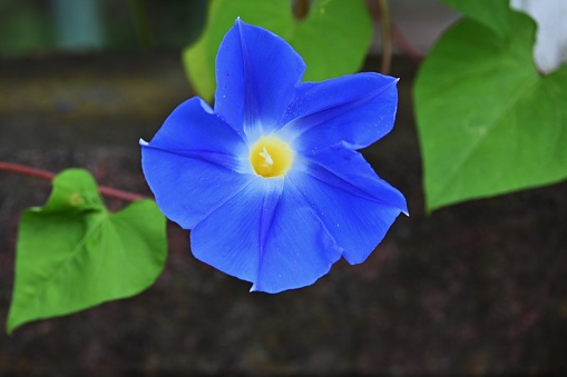 Japanese morning glory flowers. Convolvulaceae annualvine. Blooms from July to October. Seeds are crude drugs.