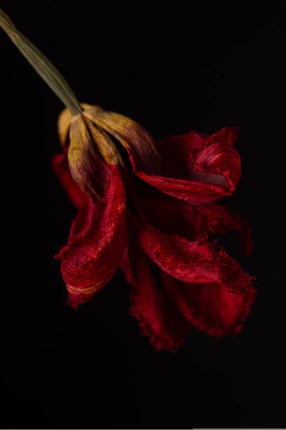 Abstract background with a red dry flower on a black background soft focus . Dead flowers, vertical photo. High quality photo