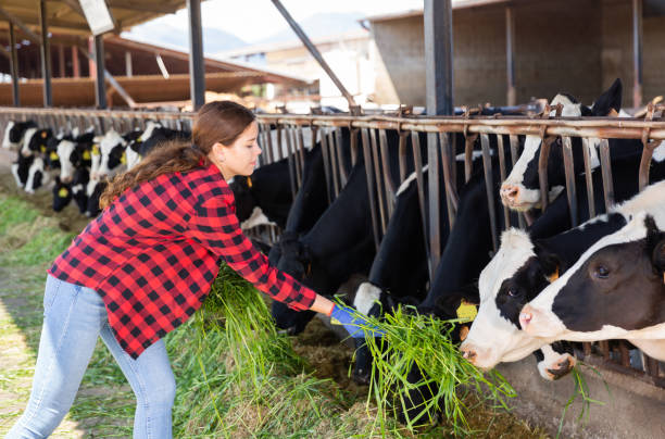 jovem agricultora alimentando vacas em fazenda leiteira - husbandry - fotografias e filmes do acervo