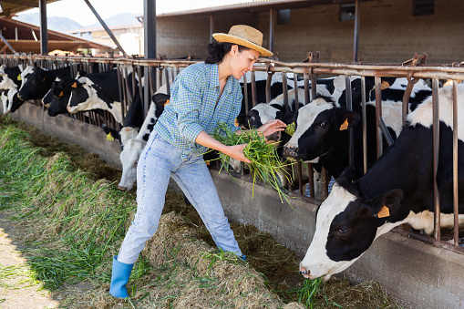 Positive asian woman farmer working in cowshed, feeds cows with grass