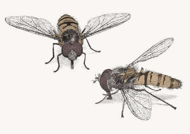 Hover Fly, Flower Fly, Syrphidae. Vector Stroke illustration. All colours are layered and grouped separately. Easily editable. hoverfly stock illustrations