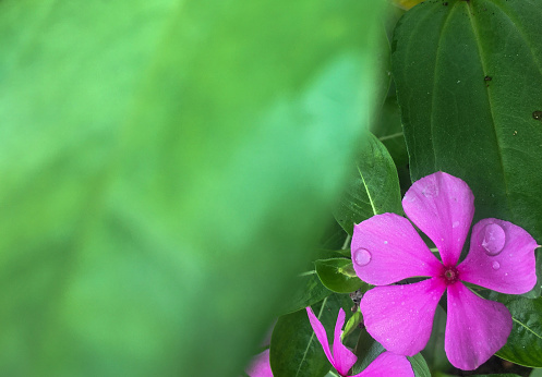 Creative layout of green leaves and pink flower with nature concept