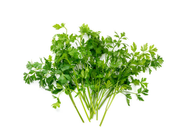 Parsley Leaves Isolated Fresh parsley bunch isolated. Cilantro leaves, raw garden parsley twigs pile, chervil sprig, corriender leaves, bunch of greenery on white background top view chervil stock pictures, royalty-free photos & images