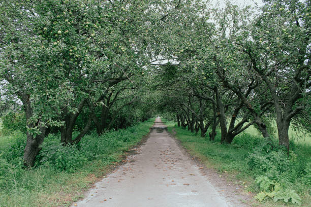 istock road in the park 1420944966