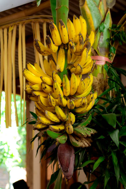 istock Yellow banana fruit 1420945064