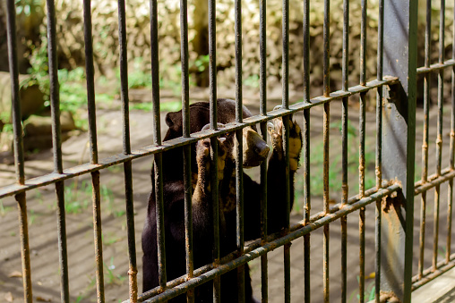 a Sun bear in the cage
