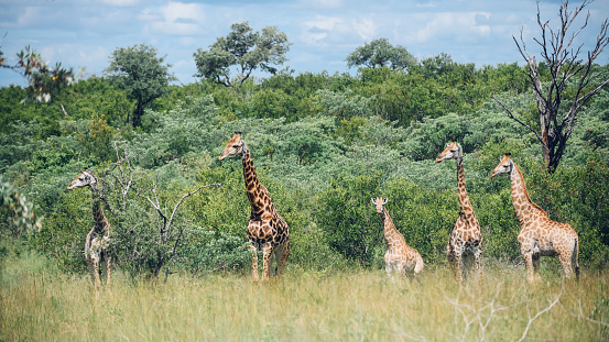 Herd of Giraffes at Singita Private Game Reserve, Mpumalanga, South Africa