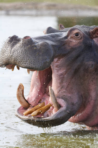 istock Hippopotamus Close-Up Danger with mouth open water splashing 1420946818