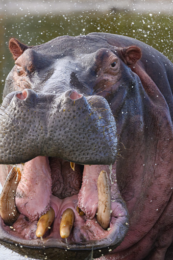 Front view Hippopotamus Close-Up Danger Mouth Open with water splashing Singita Private Game Reserve, Mpumalanga, South Africa