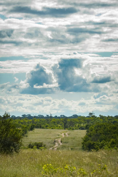 Bushveld Savanna plain with trees bushes and grass in Kruger national park South Africa in vintage toning
