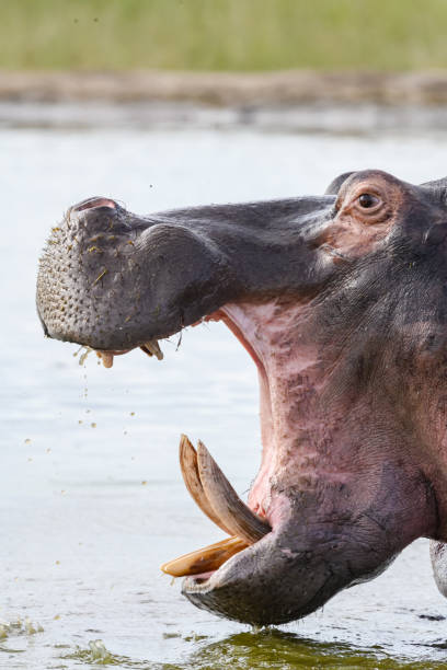 vue latérale hippopotame gros plan danger avec la bouche ouverte - animal hippopotamus africa yawning photos et images de collection