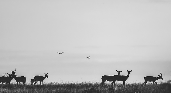 Beautiful Herd of Impalas Black and White Silhouette on the Horizon with birds flying, Singita Private Game Reserve,Mpumalanga, South Africa