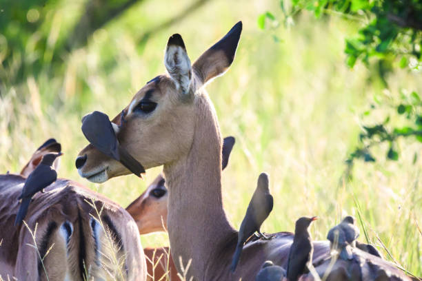 Impala covered with redbilled-oxpeckers Singita Reserve, Kruger National Park, Mpumalanga, South Africa, Africa