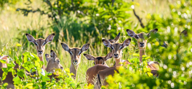 красивое стадо голов импалы смотрит в камеру - kruger national park panoramic gazelle impala стоковые фото и изображения