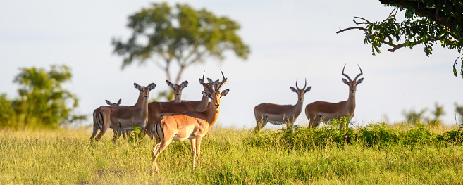 Beautiful Herd of Impalas looking at camera Singita Reserve, Kruger National Park, Mpumalanga, South Africa, Africa
