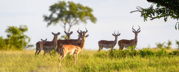 beautiful herd of impalas looking at camera - kruger national park panoramic gazelle impala imagens e fotografias de stock