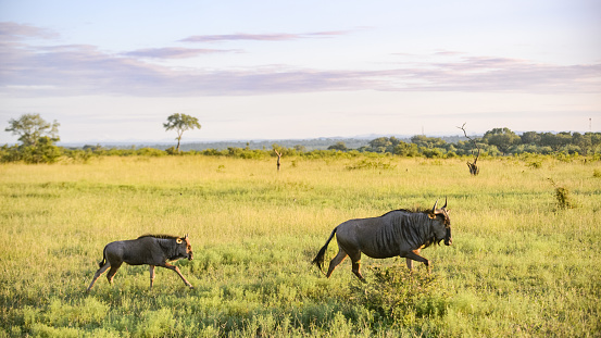 Mother and Calf Blue Wildebeest running in a row out in the wild at sunset, Singita Game Reserve, Mpumalanga, South Africa