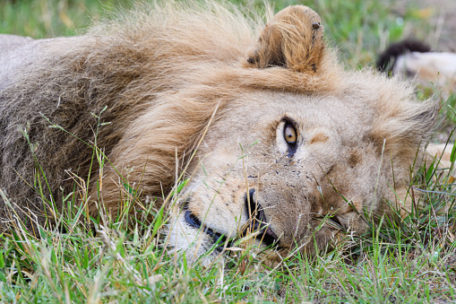 A male lion lying on the grass looking at camera with his piercing yellow eye, Singita Private Game Reserve, South Africa