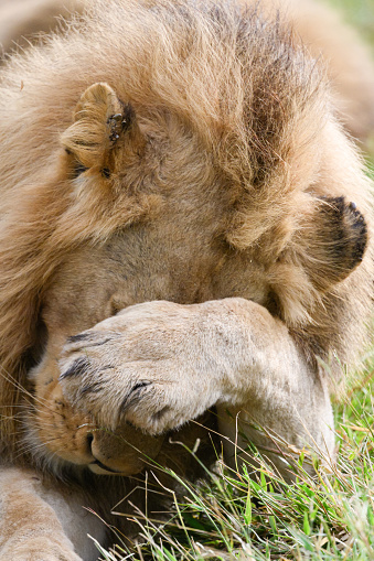 A male lion with his paw in front of his eyes lying in the grass