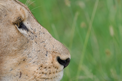 Male Lion (Panthera leo).  Ndutu region of Ngorongoro Conservation Area, Tanzania, Africa