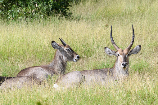 Two Waterbuck male and female lying in the grass, Singita Reserve, Kruger National Park, Mpumalanga, South Africa, Africa