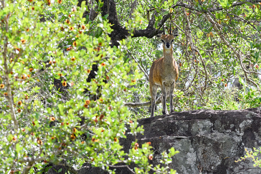 Steenbok standing on a rock between trees looking at camera Singita Reserve, Kruger National Park, Mpumalanga, South Africa, Africa