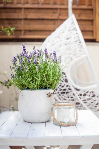 istock blooming lavander in a ceramic pot and lantern on the balcony 1420949844