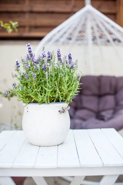 istock blooming lavander in a ceramic pot and lantern on the balcony 1420949861