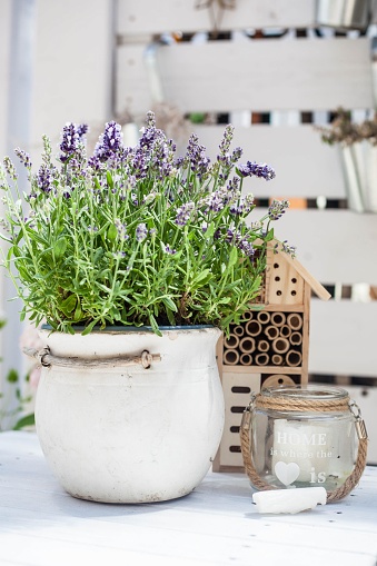 flowering lavander in a ceramic pot, wooden insect hotel and glas lampion - balcony decoration