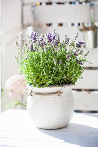 istock balcony decoration: flowering lavander in a rustic ceramic pot on a white, wooden table 1420949884