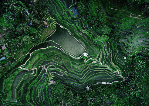 Tegallalang Rice terraces aerial view by drone