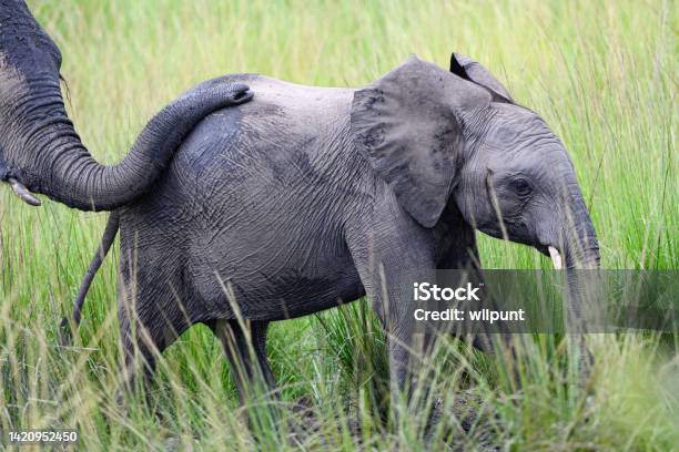 Mother Elephant With Trunk On Baby Elephant As They Walk Through The Lush Green Savannah Grass Stock Photo - Download Image Now