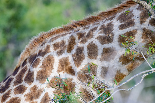 South African Giraffe pattern on neck close-up