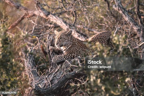 African Leopard In A Tree Resting Lying Down Stock Photo - Download Image Now - Animals Hunting, Big Cat, Hiding