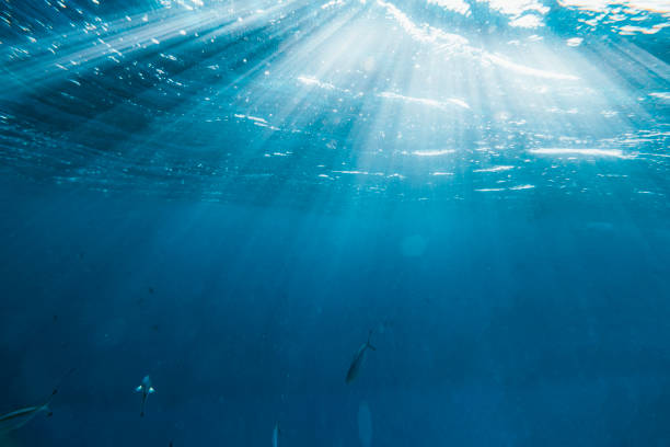 istock Underwater coral reef on the red sea 1420952597