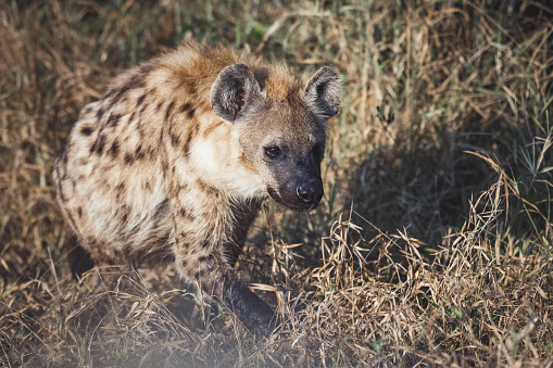 Spotted Laughing Hyena on the hunt