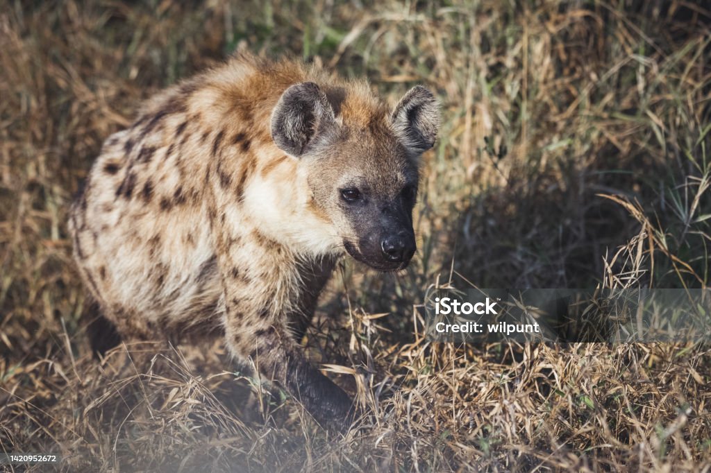 Spotted Hyena on the hunt Spotted Laughing Hyena on the hunt Africa Stock Photo
