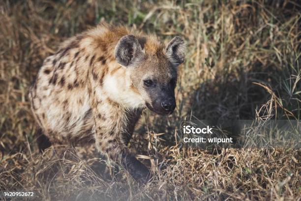 Spotted Hyena On The Hunt Stock Photo - Download Image Now - Africa, Animal, Animal Themes