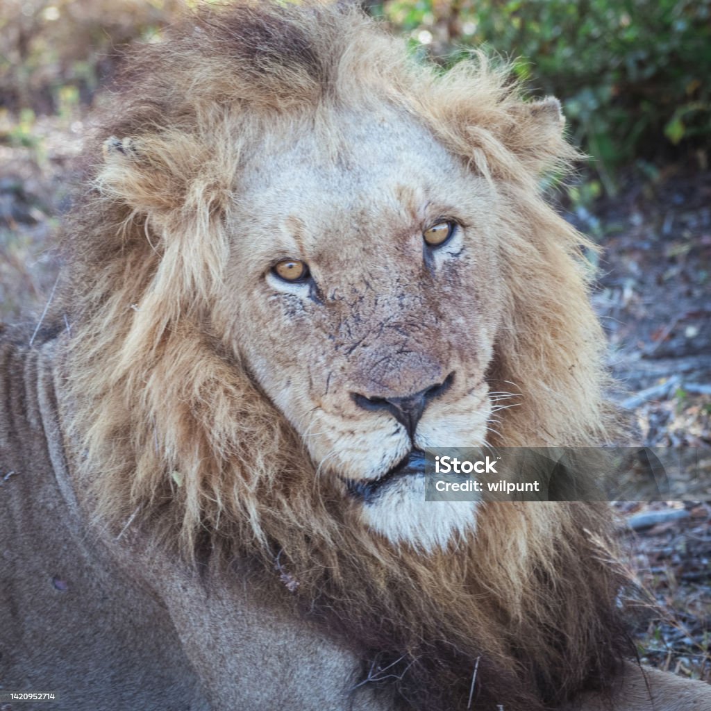 Male Lion Portrait Square A male lion lying on the grass looking at camera with his piercing yellow eye Africa Stock Photo
