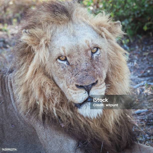 Male Lion Portrait Square Stock Photo - Download Image Now - Africa, Animal Body Part, Animal Eye