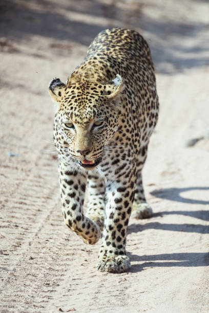 istock African Leopard walking on dirt track 1420952753