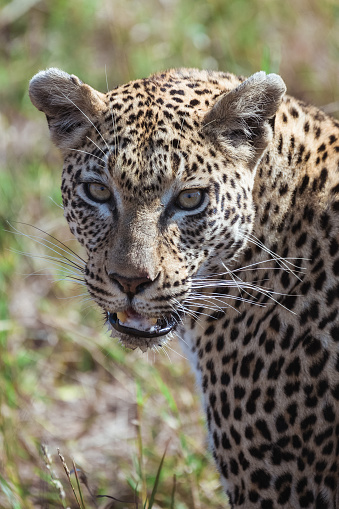 Wonderful Leopard in the Landscape of Namibia