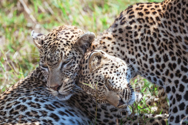 Leopard at wild - Camouflage and hunting