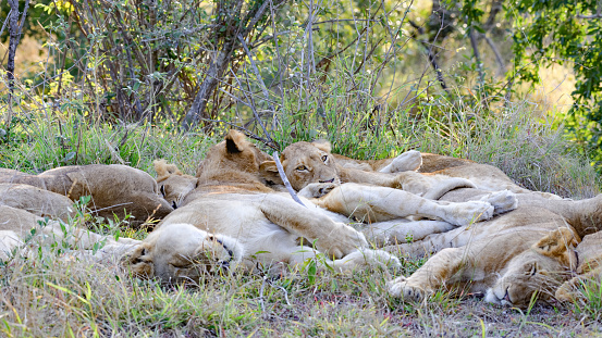 Pride of Wild Lionesses lying on top of one another sleeping in the afternoon sun with one looking at camera Sabi Sabi Game Reserve, Kruger National Park, Mpumalanga, South Africa