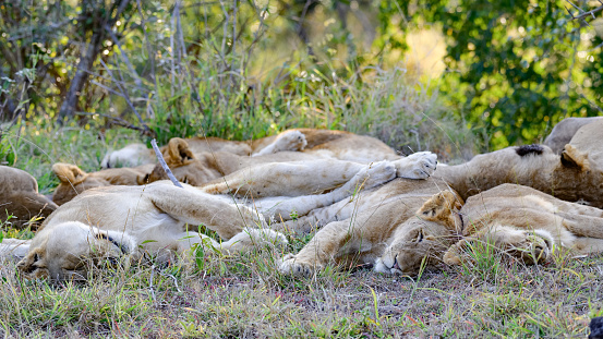 Big Pride of Wild Lionesses lying on top of one another sleeping in the afternoon sun Sabi Sabi Game Reserve, Kruger National Park, Mpumalanga, South Africa