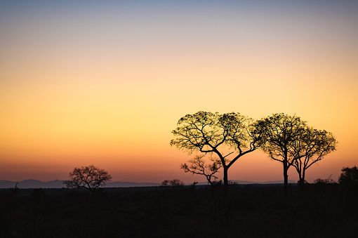 African Sunset with Tree Silhouettes on safari in South Africa
