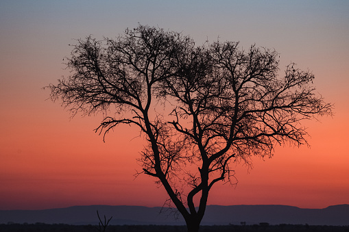 Awesome pink African Sunset with Tree Silhouettes on safari in South Africa